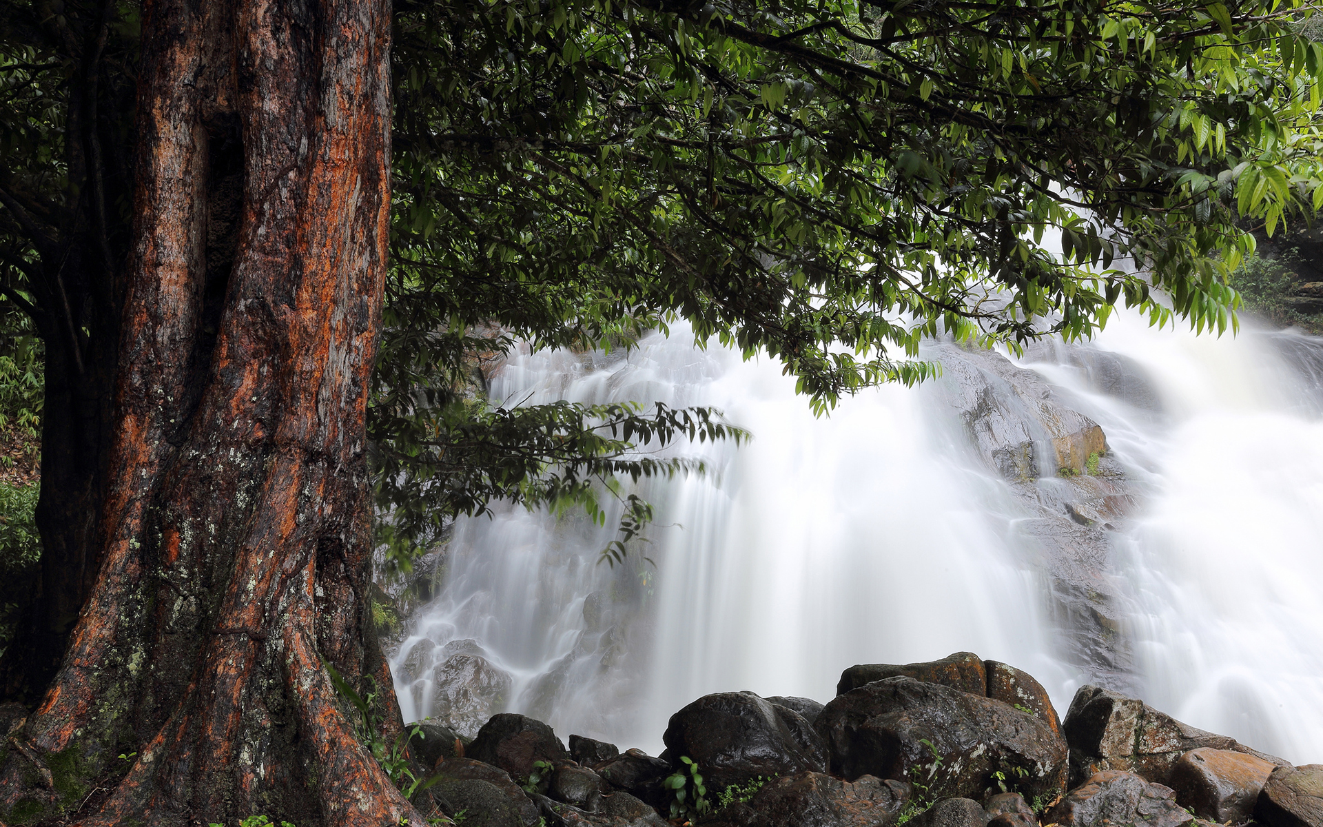 waterfall, Tree Wallpaper
