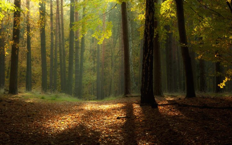 forest, Leaves HD Wallpaper Desktop Background
