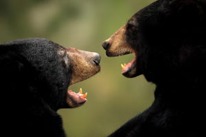 bear, Bears