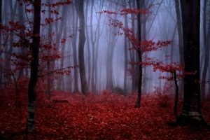forest, Fog, Autumn, Trees, Branches, Leaves, Maroon, Red, Nature