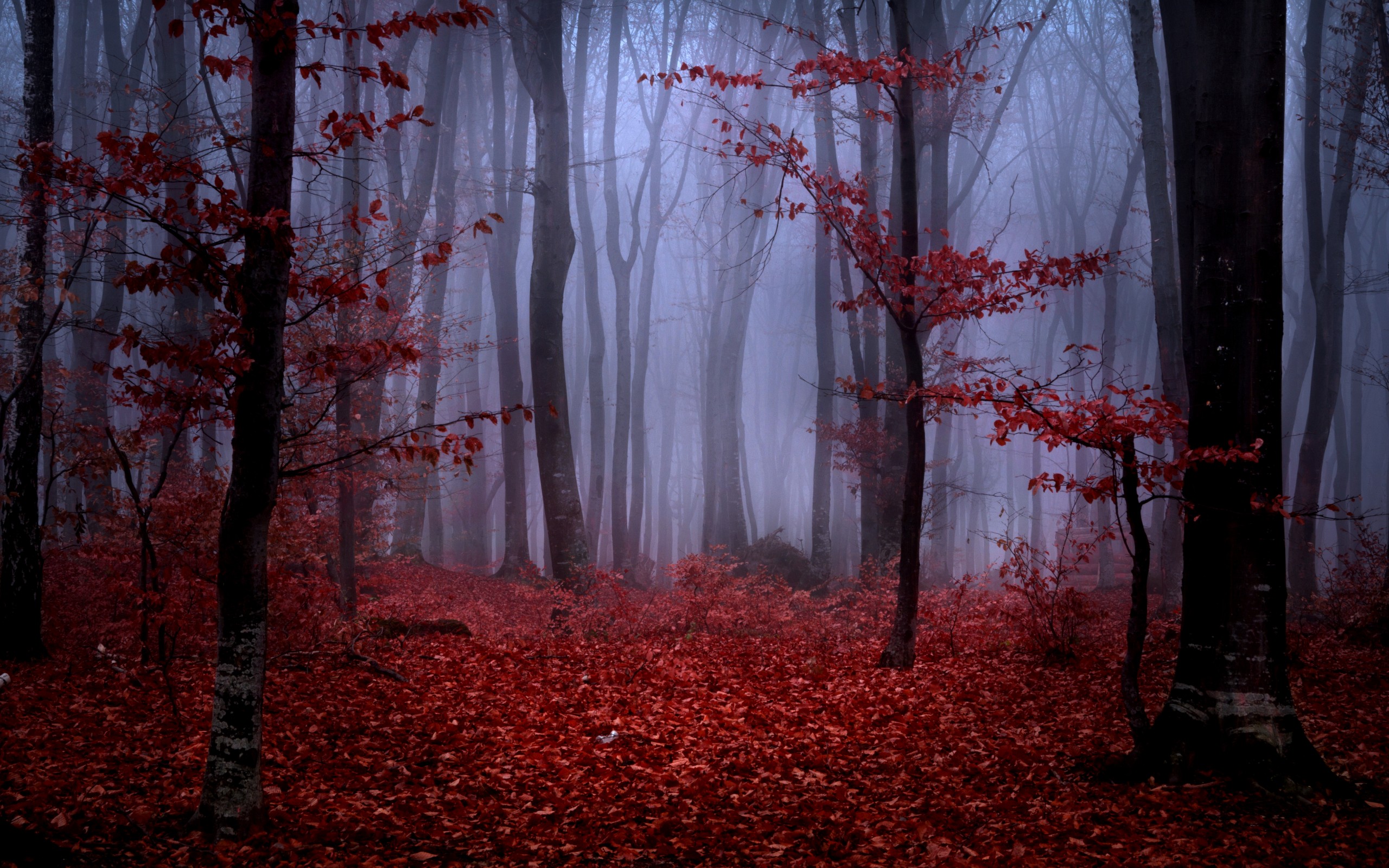 forest, Fog, Autumn, Trees, Branches, Leaves, Maroon, Red, Nature  Wallpapers HD / Desktop and Mobile Backgrounds
