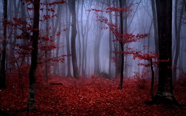 forest, Fog, Autumn, Trees, Branches, Leaves, Maroon, Red, Nature HD Wallpaper Desktop Background