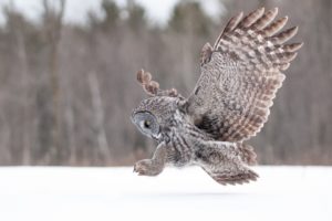 owl, Wings