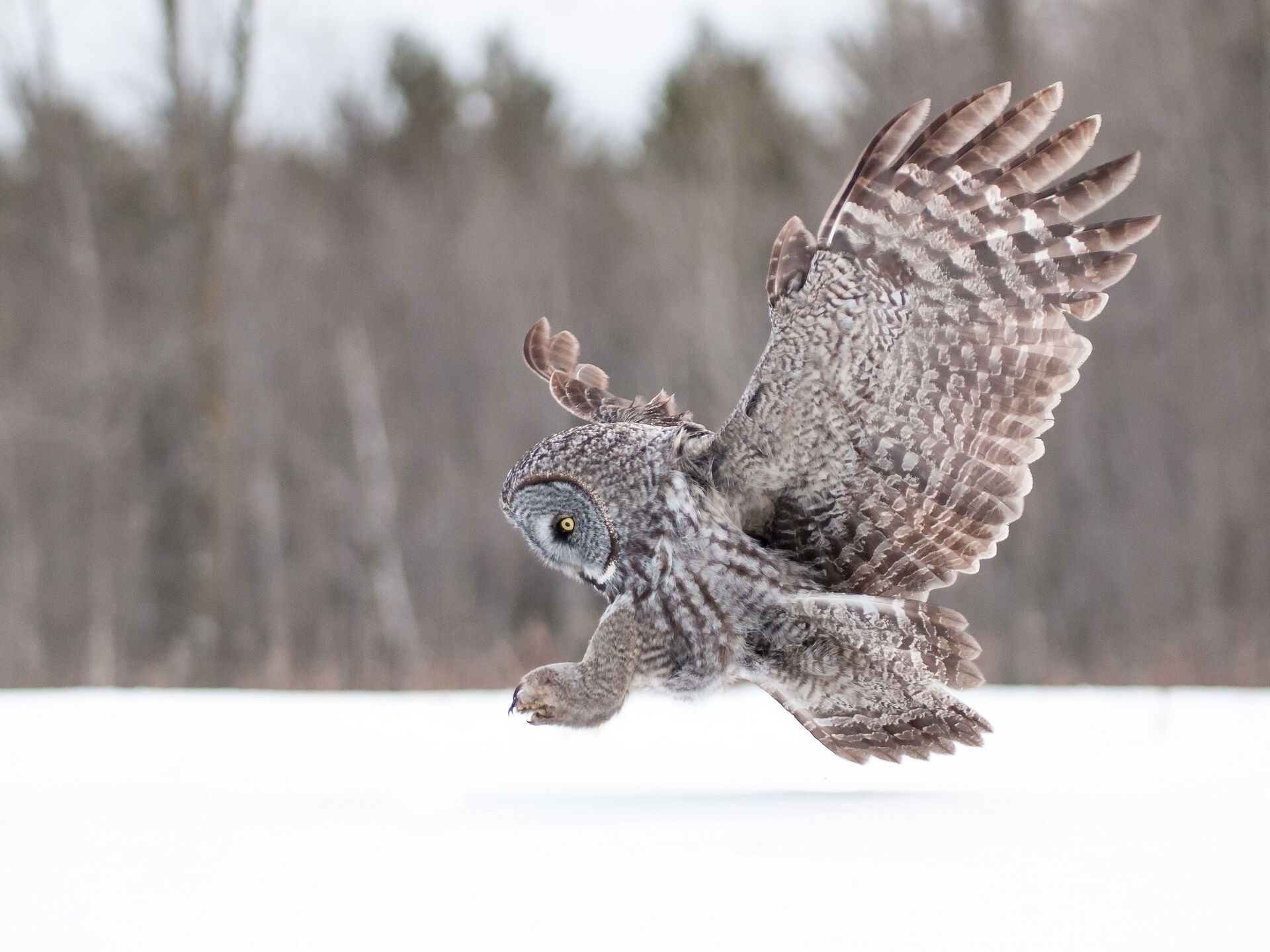owl, Wings Wallpaper