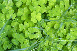 green, Close up, Nature, Plants, Water, Drops, Clover