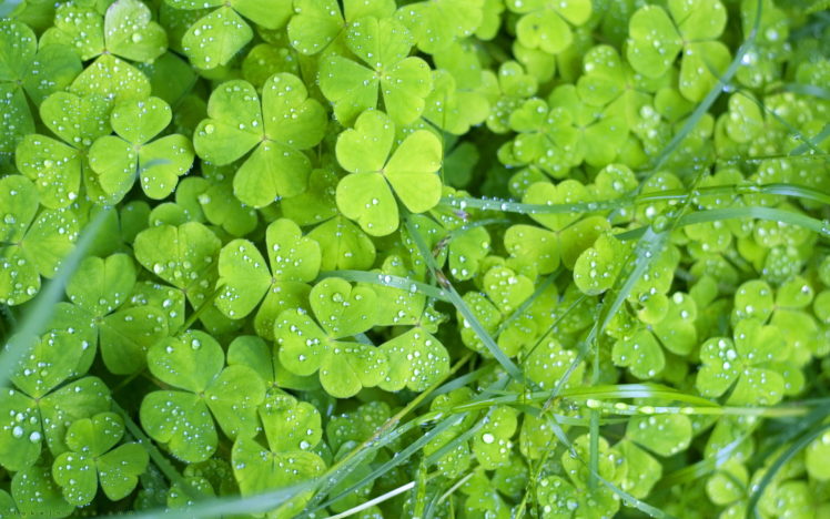 green, Close up, Nature, Plants, Water, Drops, Clover HD Wallpaper Desktop Background