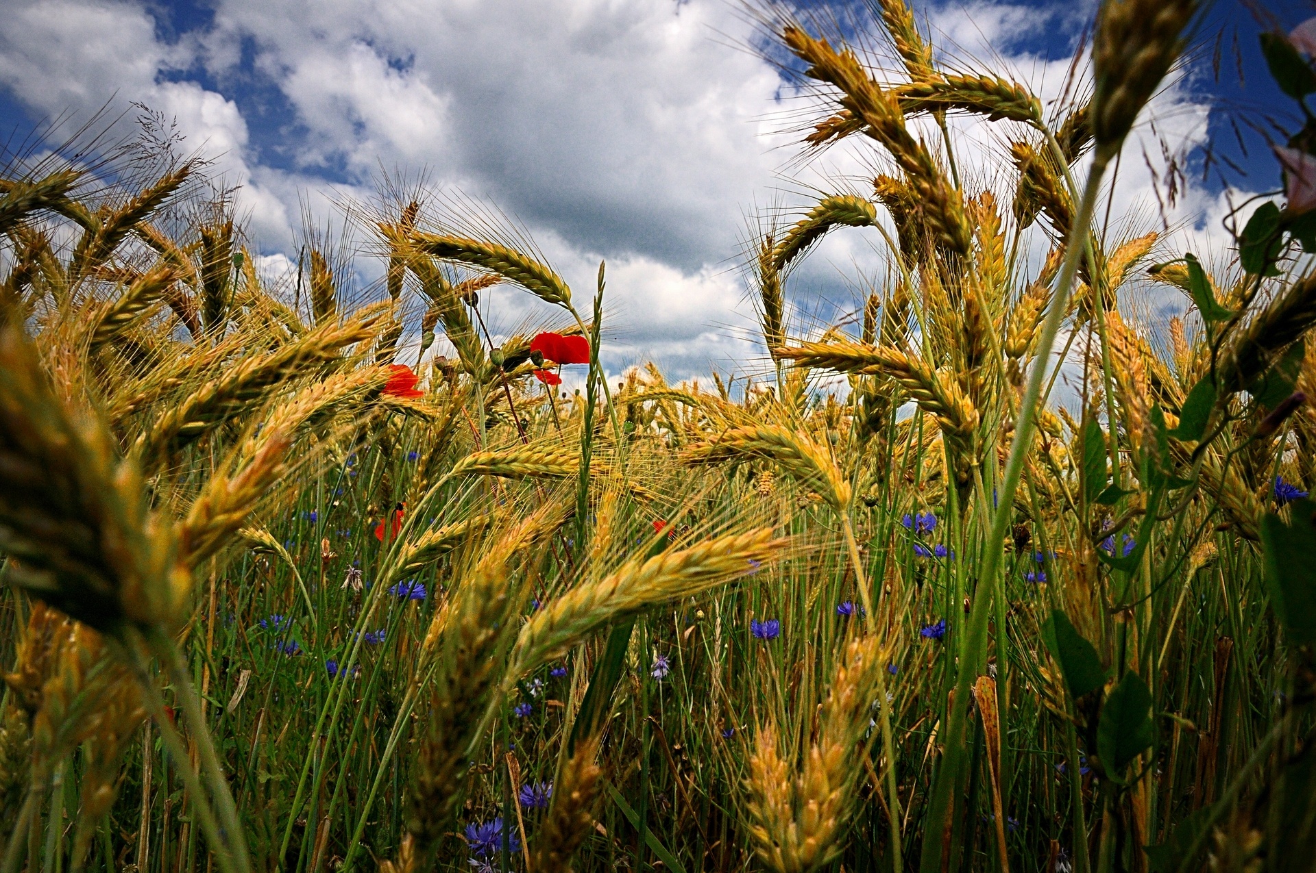 field, Ears, Flowers, Poppies, Cornflowers, Close up, Grass, Wheat, Hdr Wallpaper