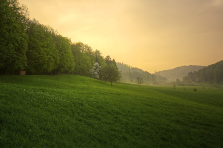 forest, Sunset, Rain, Grass, Nature HD Wallpaper Desktop Background