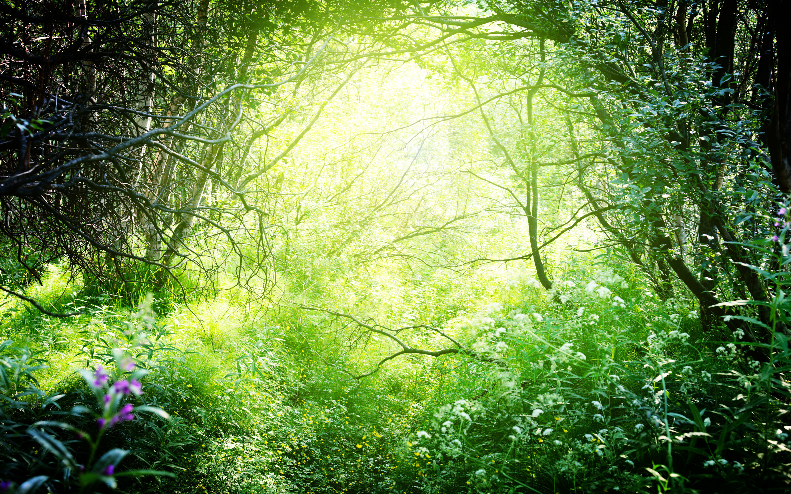 forest, Nature, Grass, Trees, Branches Wallpaper