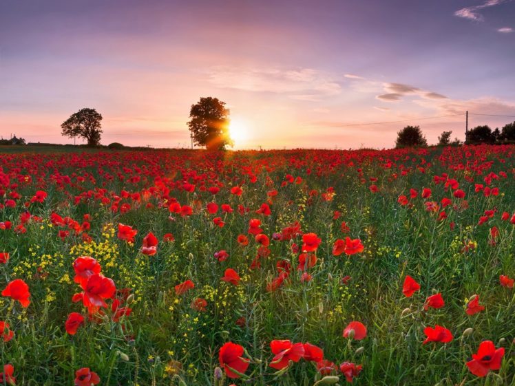 field, Poppies, Sunset HD Wallpaper Desktop Background