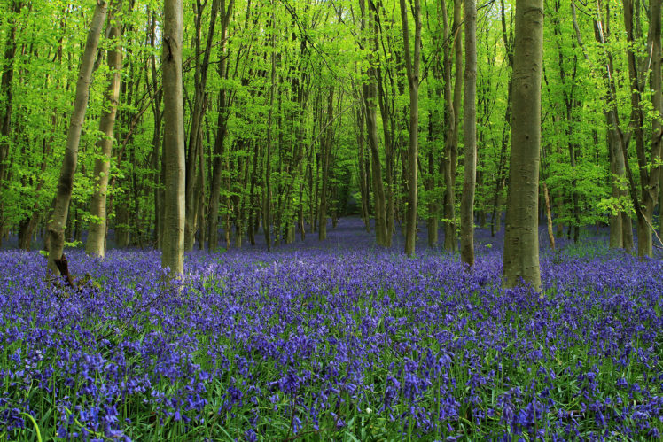 forest, Walkway, Trees, Meadow, Bells, Flowers HD Wallpaper Desktop Background
