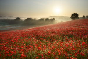 flower, Landscape, Sunrise, Fog