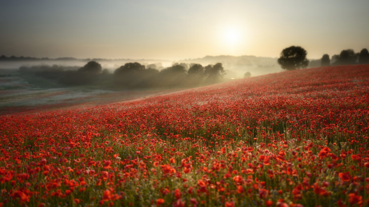 flower, Landscape, Sunrise, Fog HD Wallpaper Desktop Background