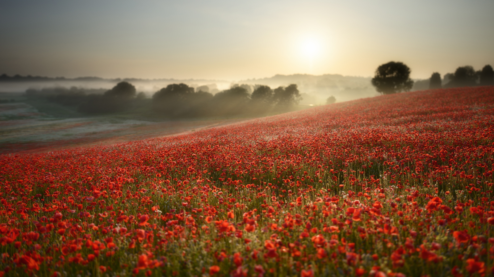 flower, Landscape, Sunrise, Fog Wallpaper