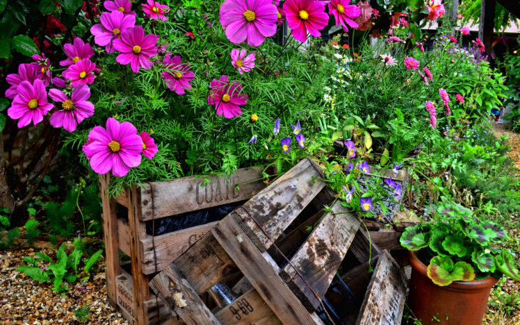 flowers, Crate, Bokeh HD Wallpaper Desktop Background