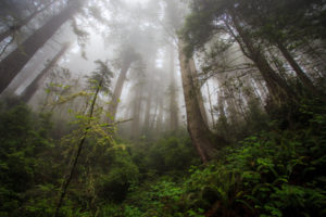 redwood, Trees, Forest, Fern, Fog, Mist