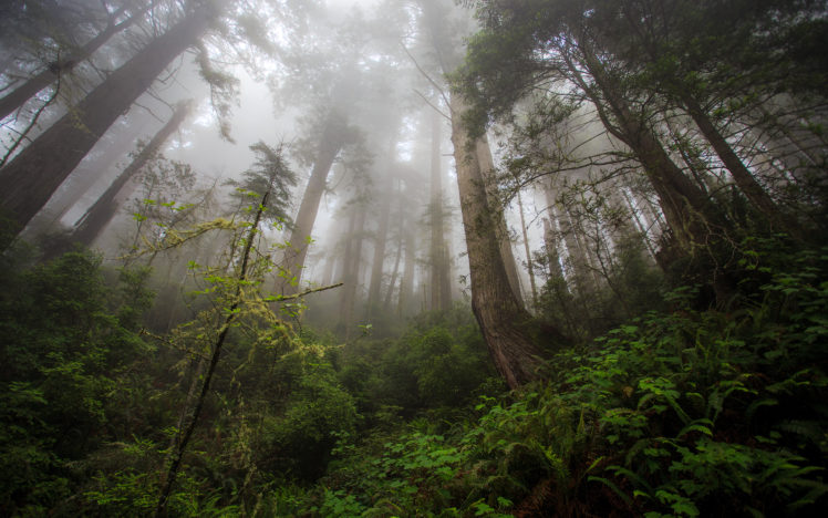 redwood, Trees, Forest, Fern, Fog, Mist HD Wallpaper Desktop Background