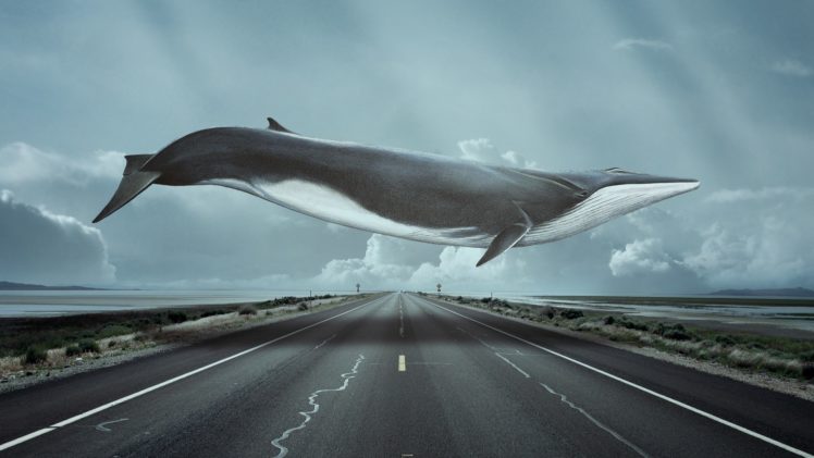 whale, Road, Wtf, Humor, Funny, Fantasy HD Wallpaper Desktop Background