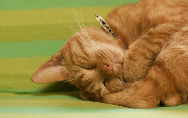 cat, Kitten, Ball, Red, Sleeping HD Wallpaper Desktop Background