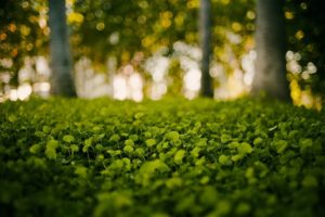 green, Nature, Grass, Bokeh, Blurred, Background