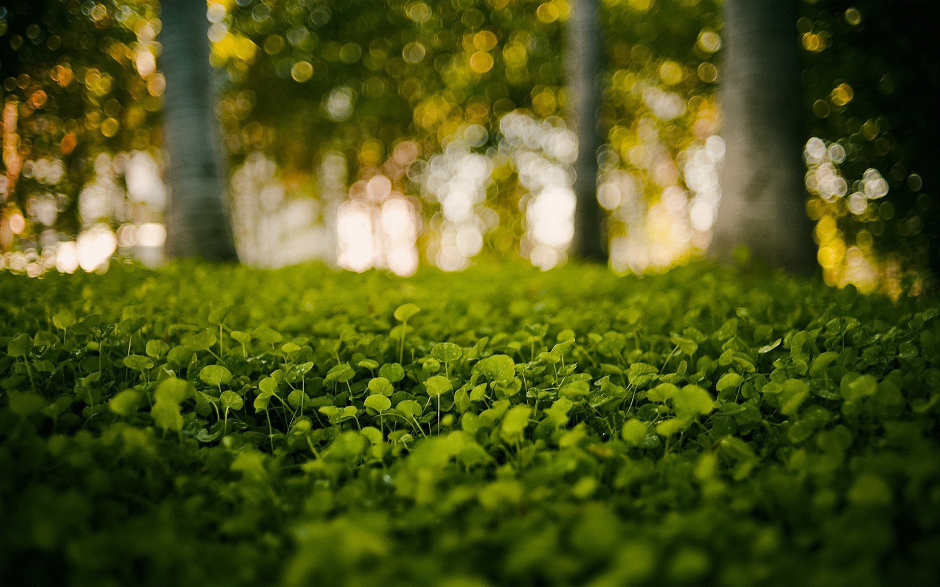 Green Nature Grass Bokeh Blurred Background Wallpapers Hd