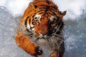 water, Animals, Tigers, Diving, Photomanipulations