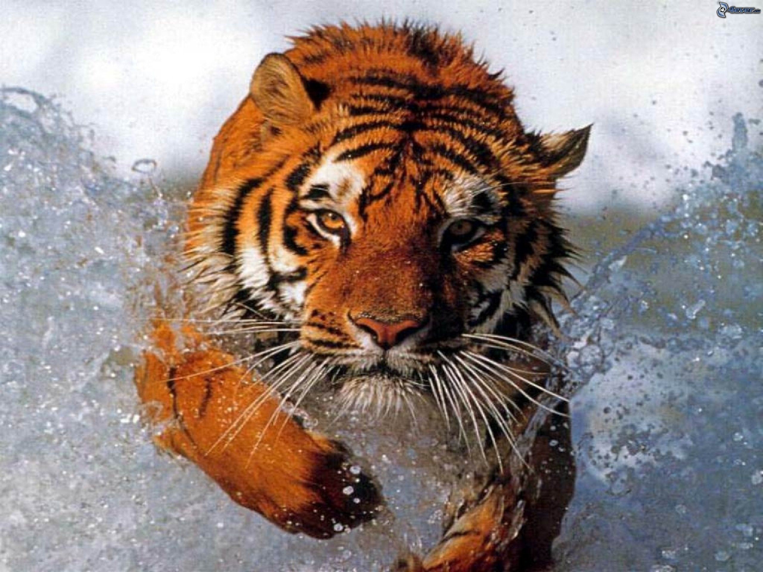water, Animals, Tigers, Diving, Photomanipulations Wallpaper