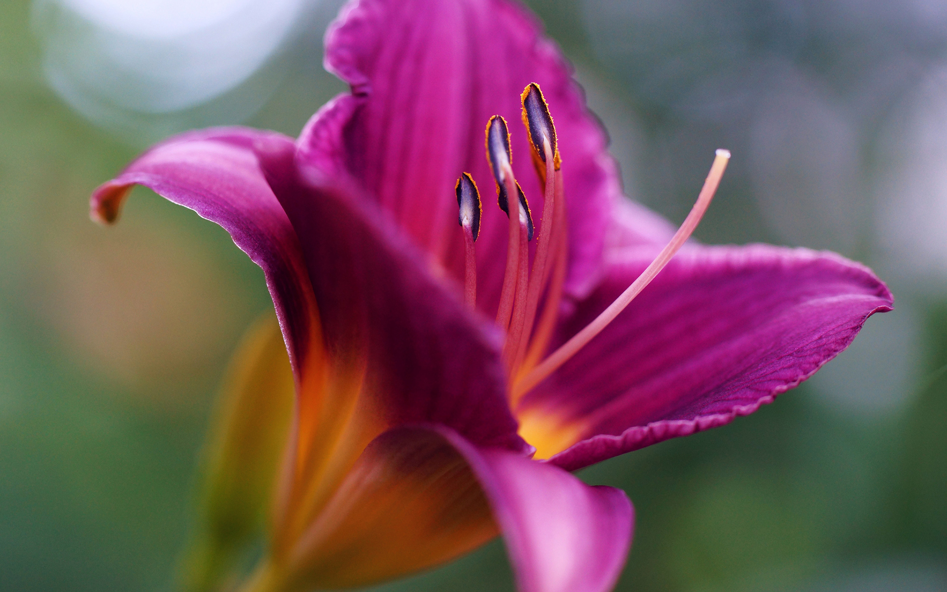 flower, Macro Wallpaper