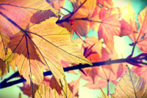 leaves, Autumn