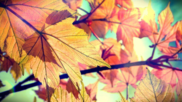 leaves, Autumn HD Wallpaper Desktop Background