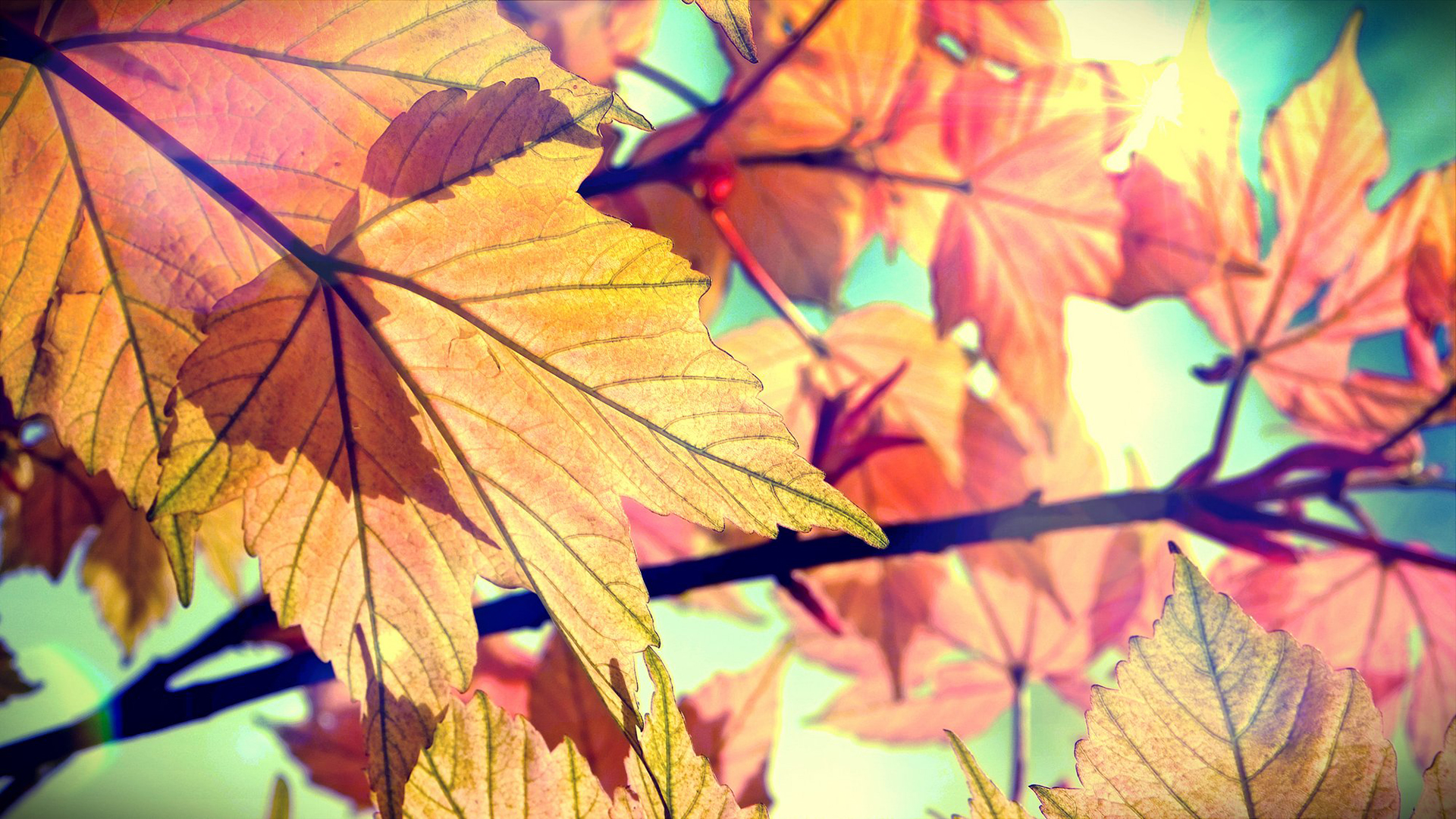 leaves, Autumn Wallpaper