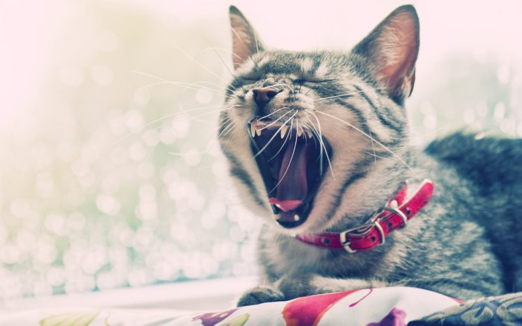 cats, Animals, Sleepy HD Wallpaper Desktop Background