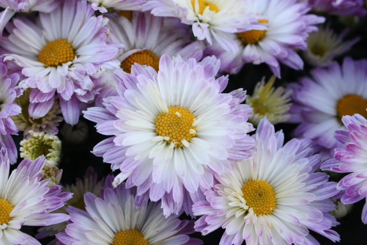 chrysanthemums, Flowers HD Wallpaper Desktop Background