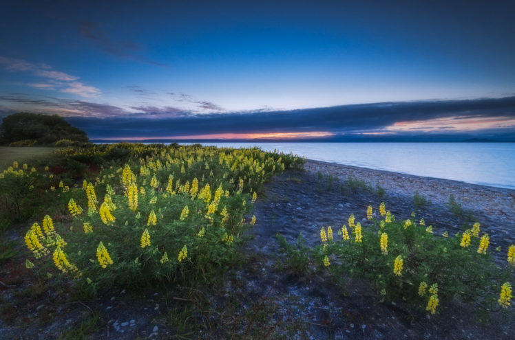 lake, Taupo, New, Zealand, Flowers, Lupine, Nature HD Wallpaper Desktop Background