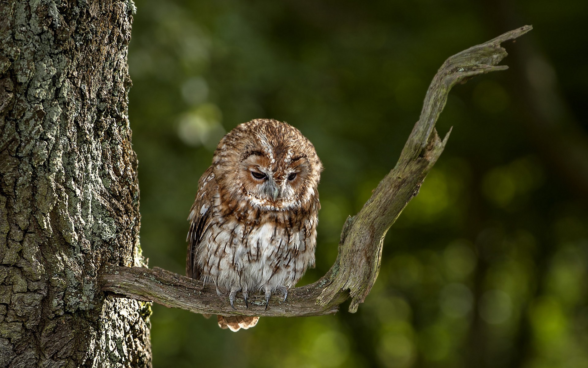 owl, Bird Wallpaper