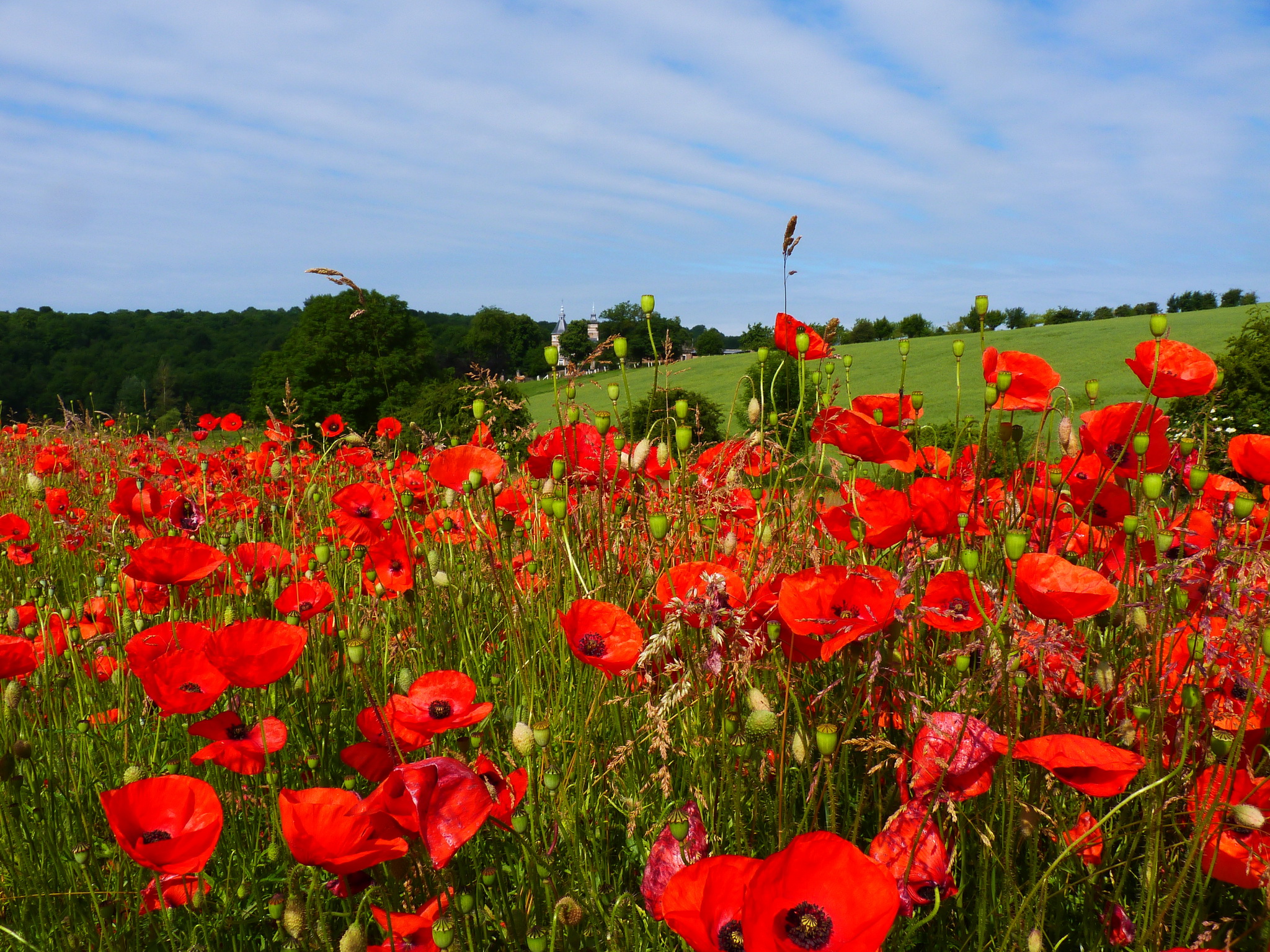 poppies, Red, Flowers Wallpaper