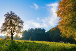 switzerland, Trees, Meadow, Flowers, Autumn, Fall, Sky, Landscape