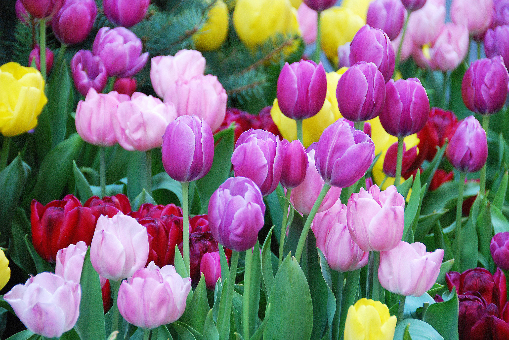 tulips, Flowers Wallpaper