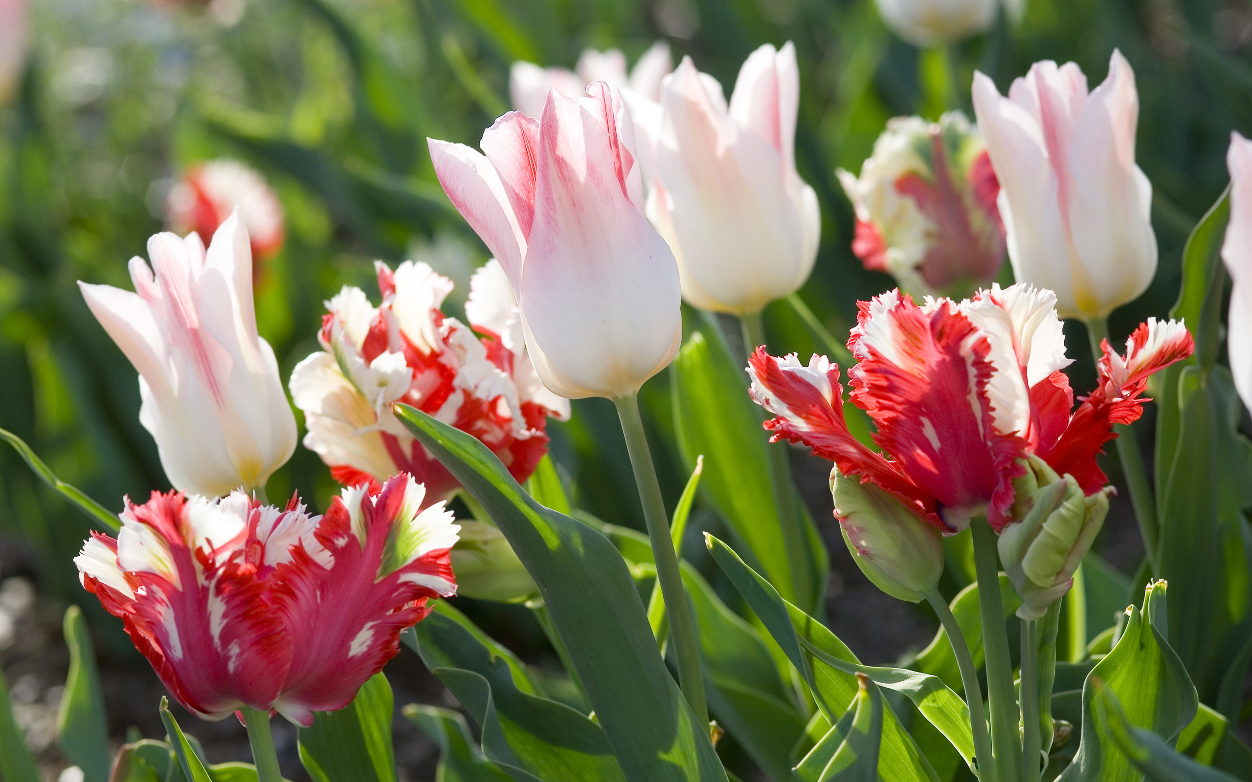 tulips, White, Flowers Wallpaper