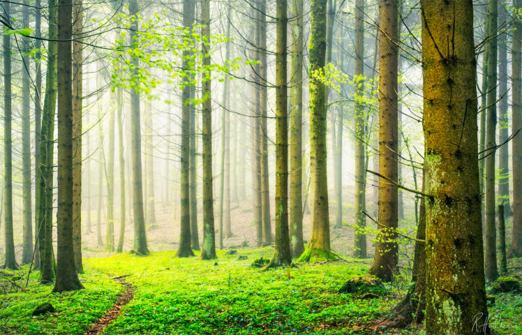 nature, Forest, Spring, Fog, Mist HD Wallpaper Desktop Background