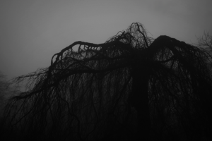 trees, Fog, Mist, Mood, Bokeh, Park, Garden, Druid, Nature, Dark