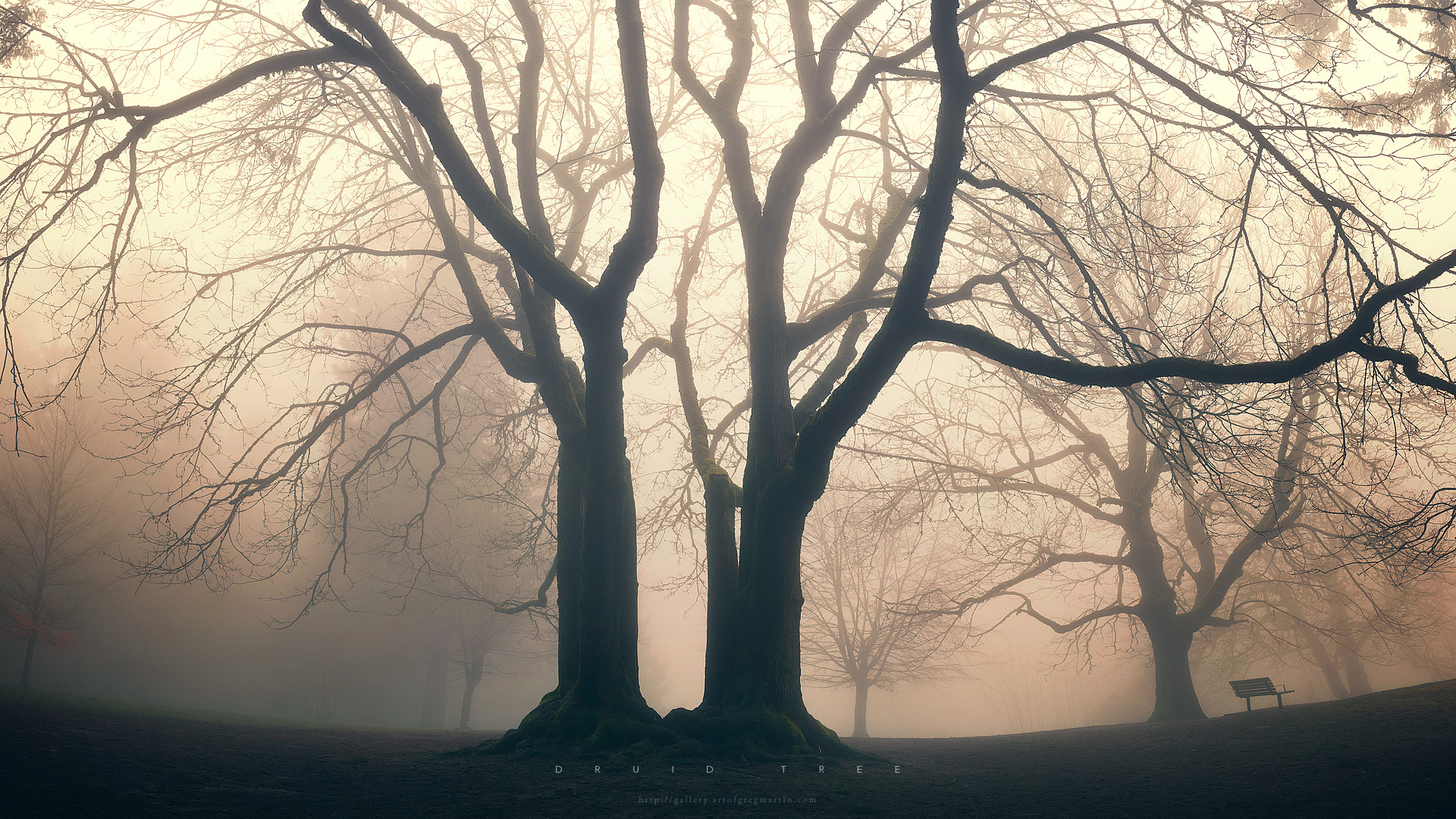 trees, Fog, Mist, Mood, Bokeh, Park, Garden, Druid, Nature Wallpaper