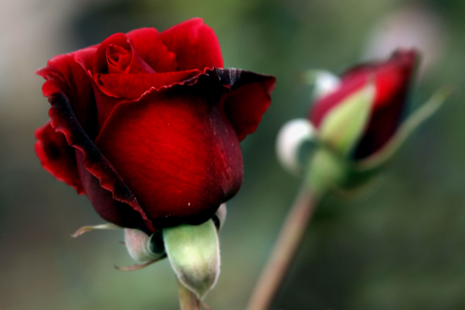 roses, Red, Flowers Wallpaper
