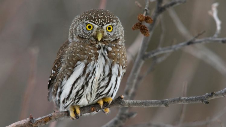 birds, Owls HD Wallpaper Desktop Background