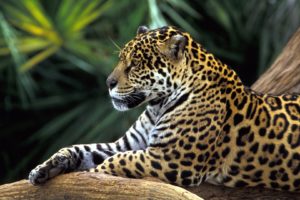 animals, Jaguars