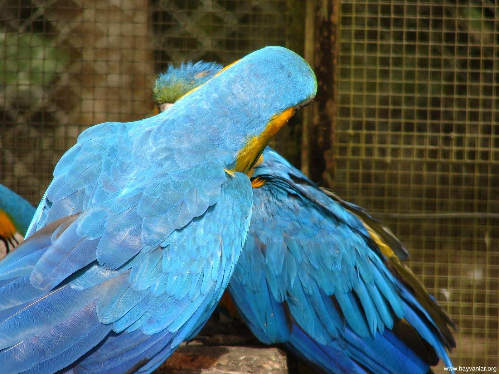 blue, Birds, Parrots Wallpaper