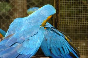 blue, Birds, Parrots