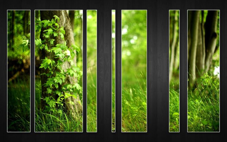 wood, Forests HD Wallpaper Desktop Background
