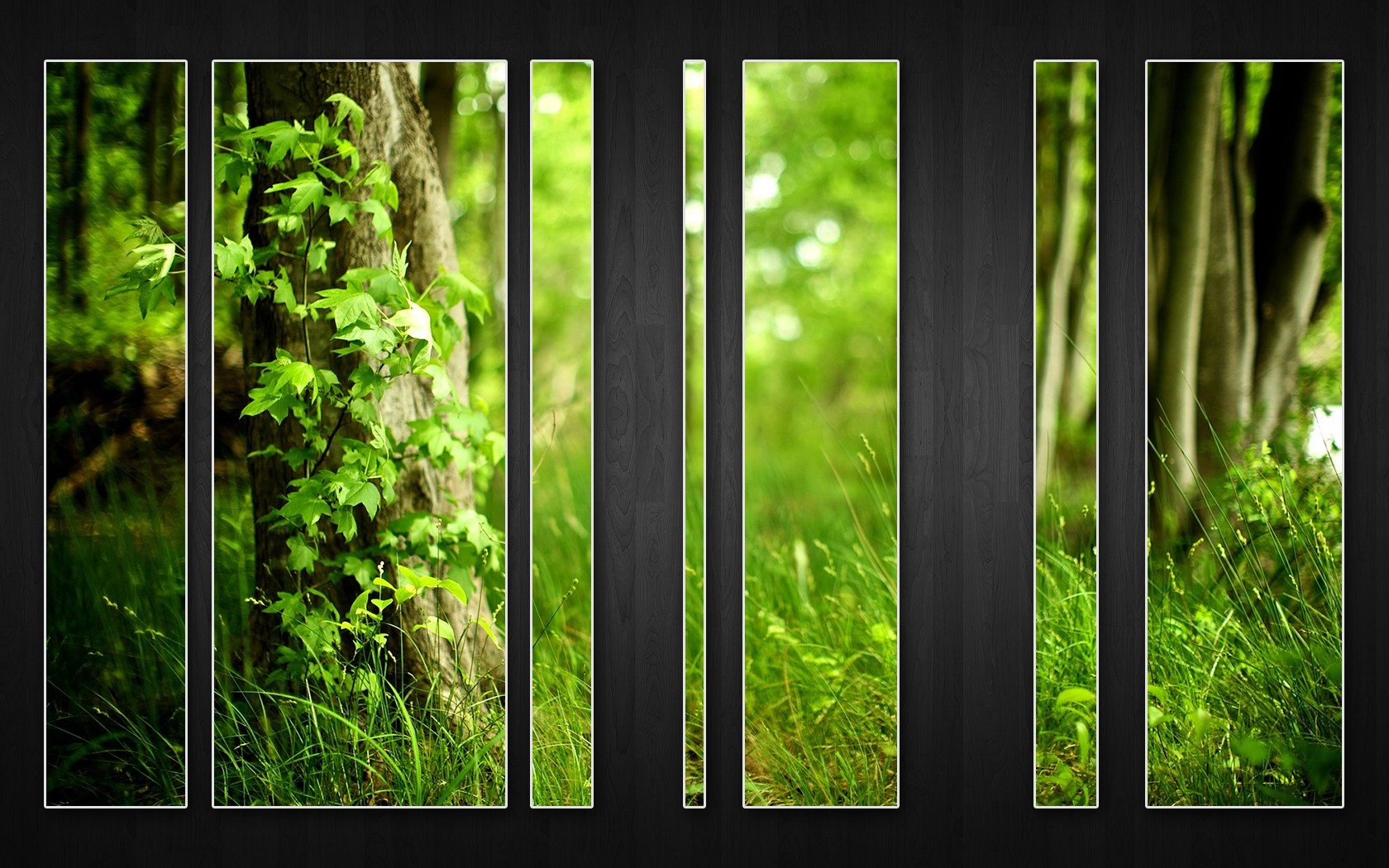 wood, Forests Wallpaper