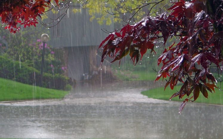landscapes, Nature, Trees, Rain, Wet, Path, Scenic HD Wallpaper Desktop Background